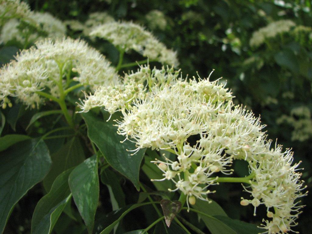 Cornus alternifolia- Pagoda Dogwood