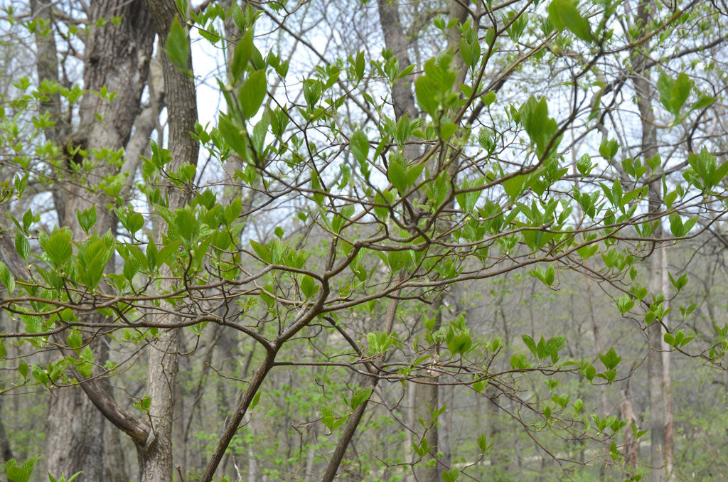 Cornus alternifolia- Pagoda Dogwood