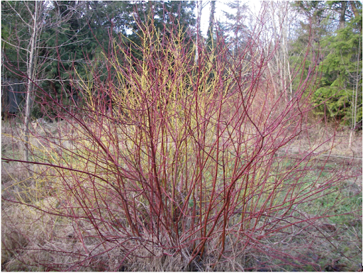 Cornus sericea- Red Osier Dogwood