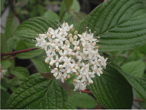 Cornus sericea- Red Osier Dogwood