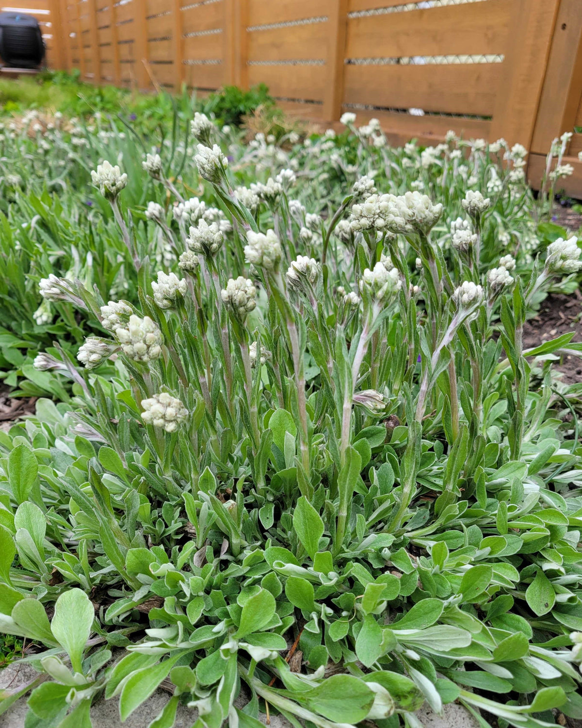Antennaria plantaginifolia-Pussytoes