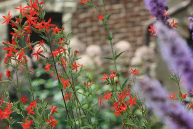 Silene regia-Royal Catchfly