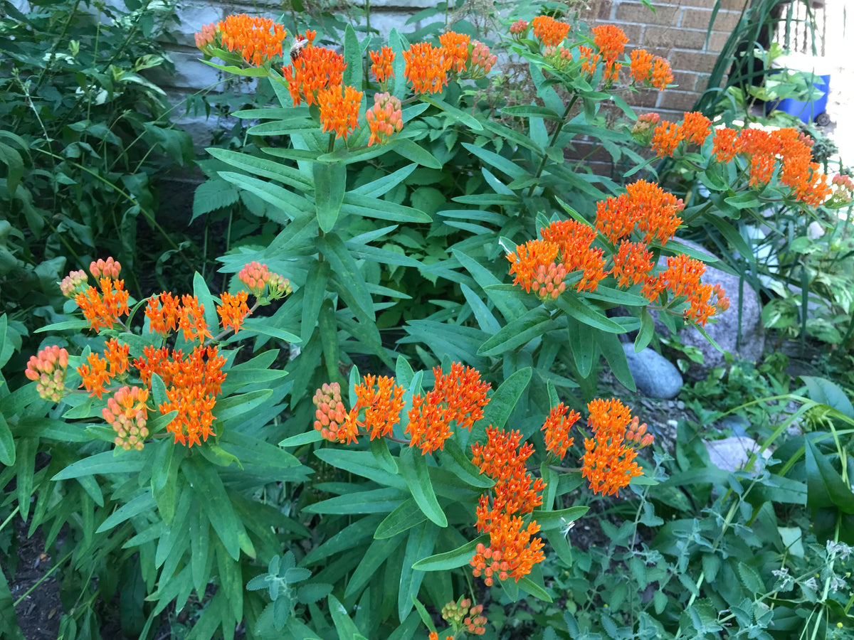 Asclepias tuberosa-Butterfly Weed