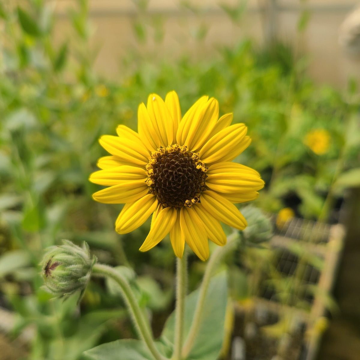 Helianthus mollis- Downy Sunflower