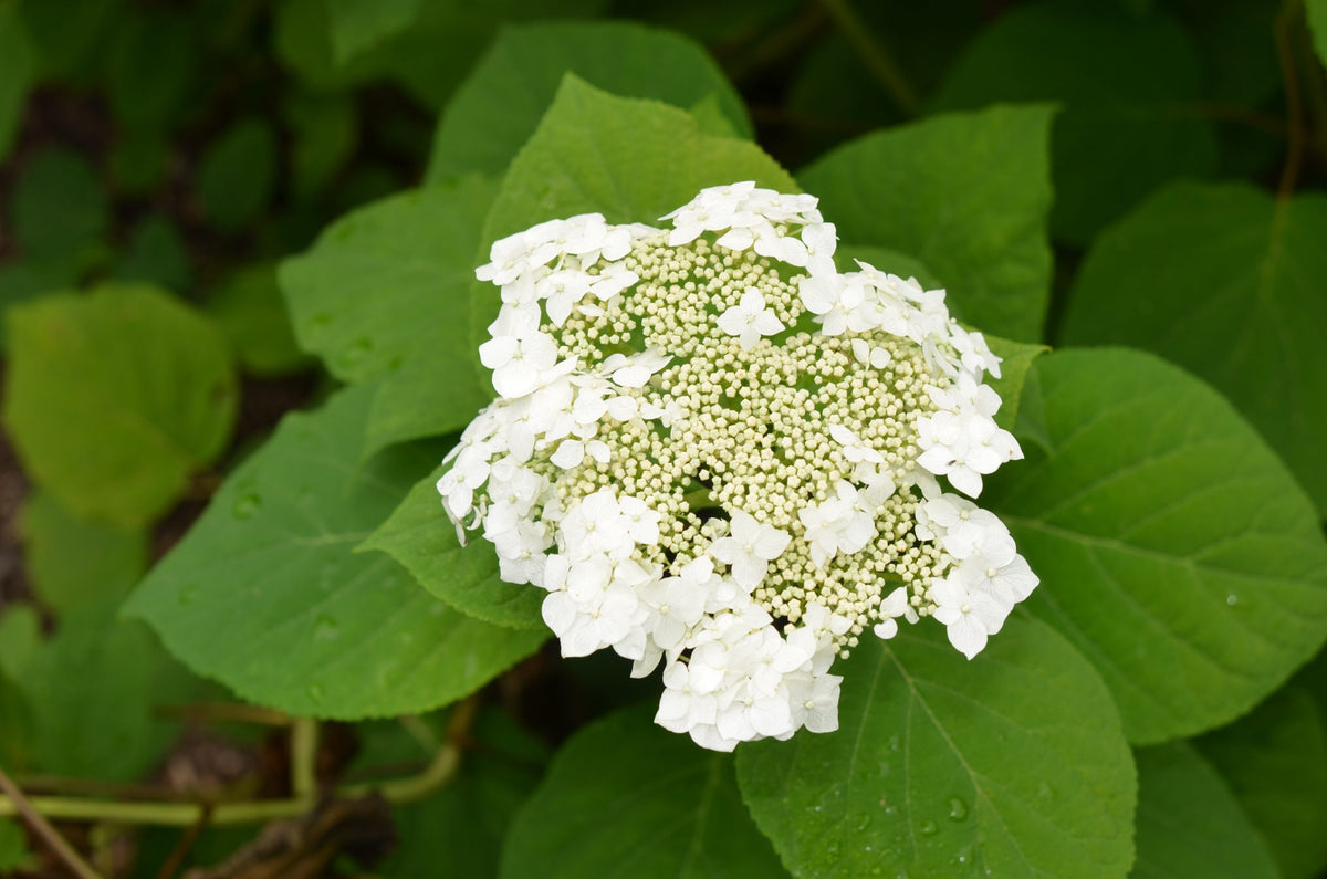 Hydrangea arborescens- Smooth Hydrangea