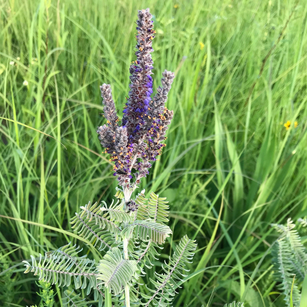 Amorpha canescens- Lead Plant