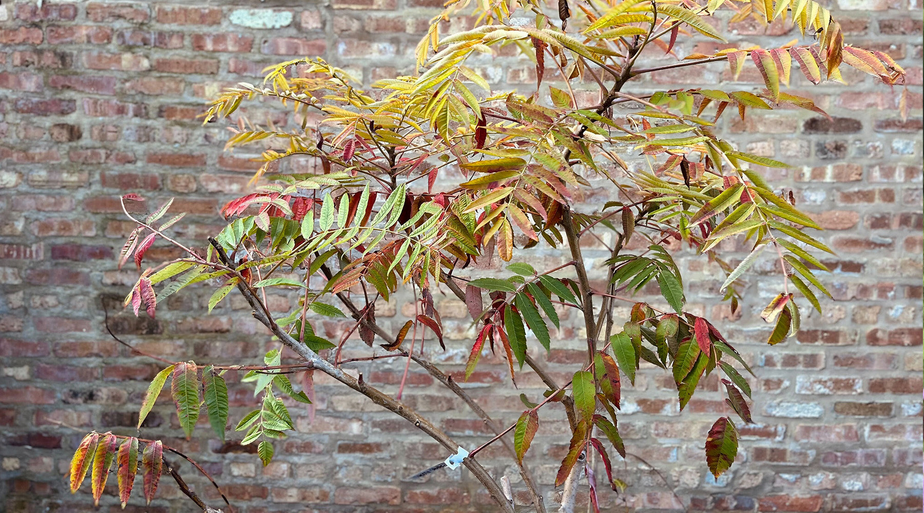 Native Plant Banner