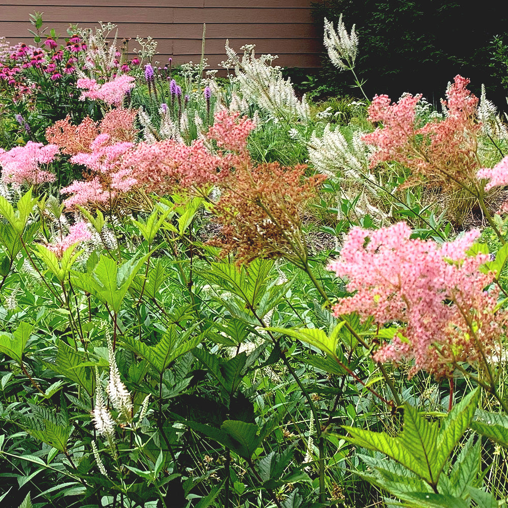 Native Plants Sun Garden