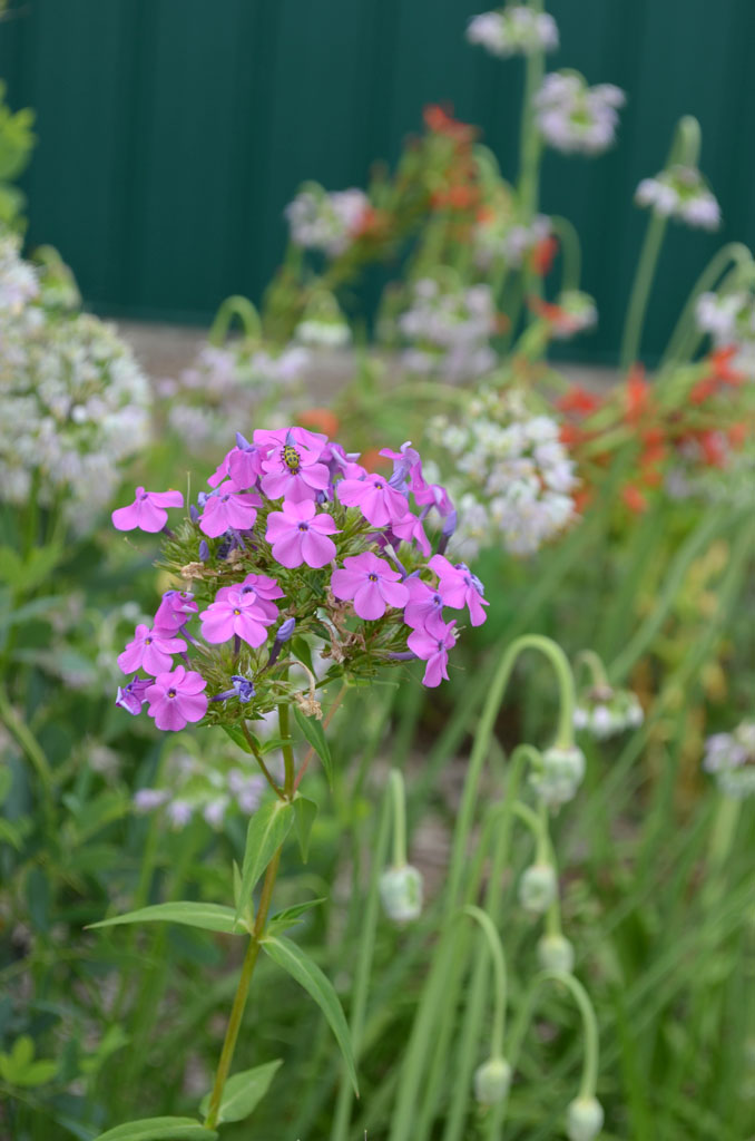 Phlox glaberrima interior- Marsh Phlox