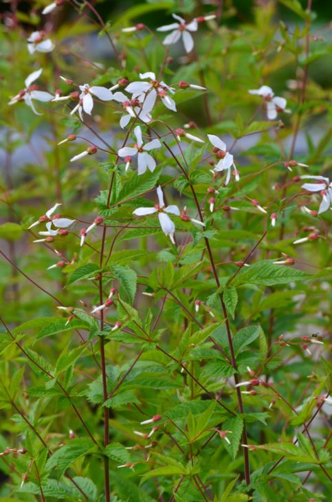 Porteranthus stipulatus- Western Indian Physic