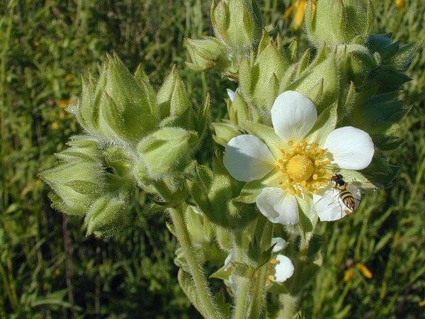 White flower with a yellow center and green leaves on a blurred green background