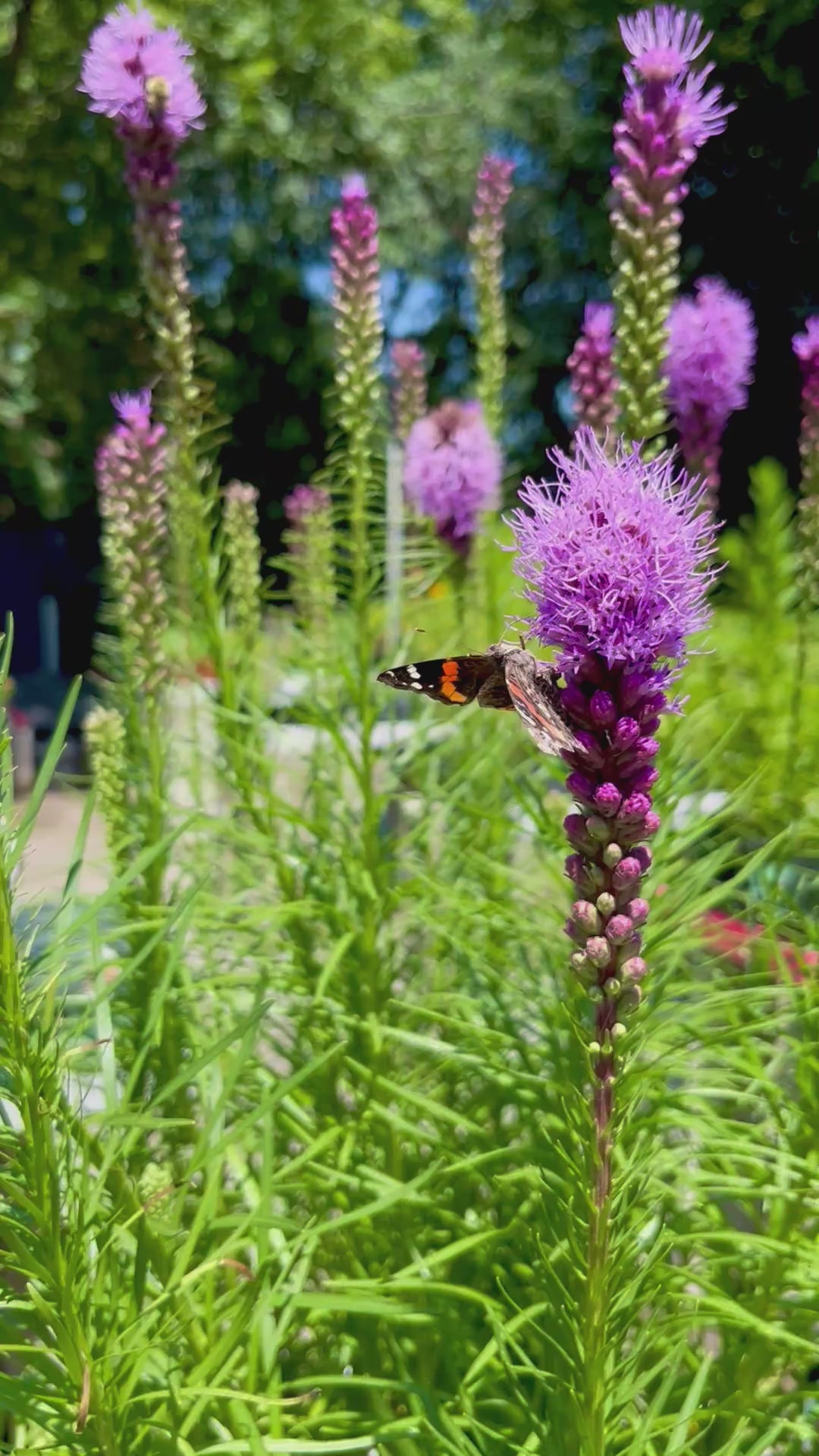 video of butterfly on plant