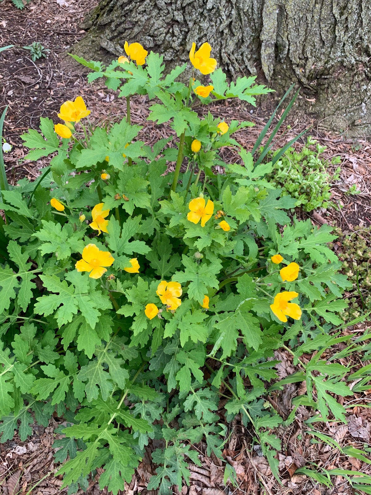 Stylophorum diphyllum-Celandine Poppy