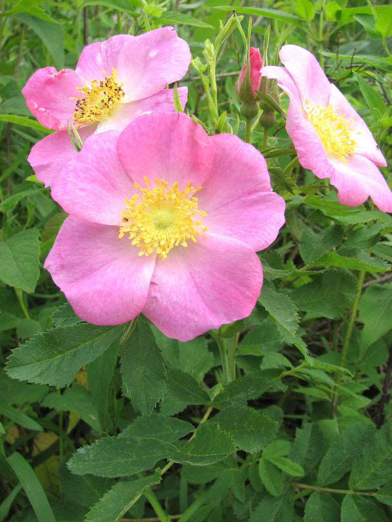 Rosa carolina- Pasture Rose