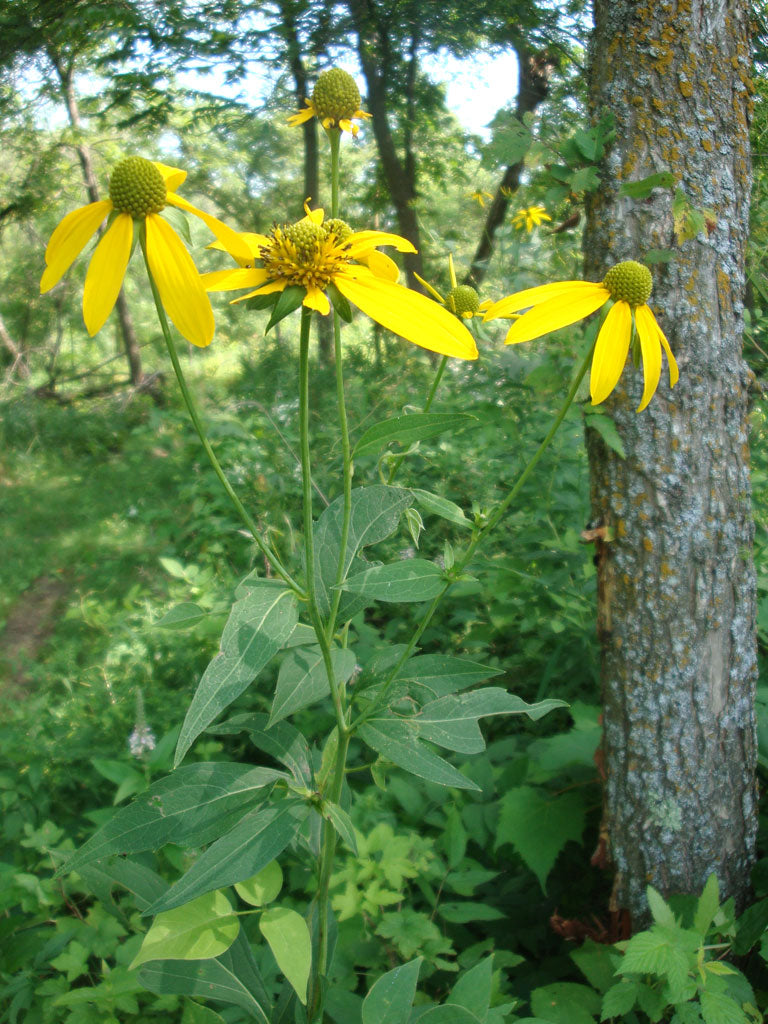 Rudbeckia laciniata- Wild Golden Glow