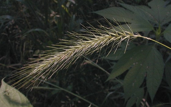 Elymus villosus- Silky Wild Rye - ELYVIL-PLUG
