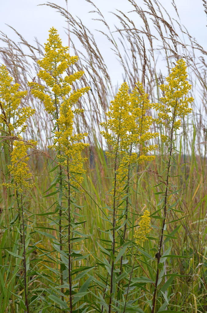 Solidago speciosa-Showy Goldenrod