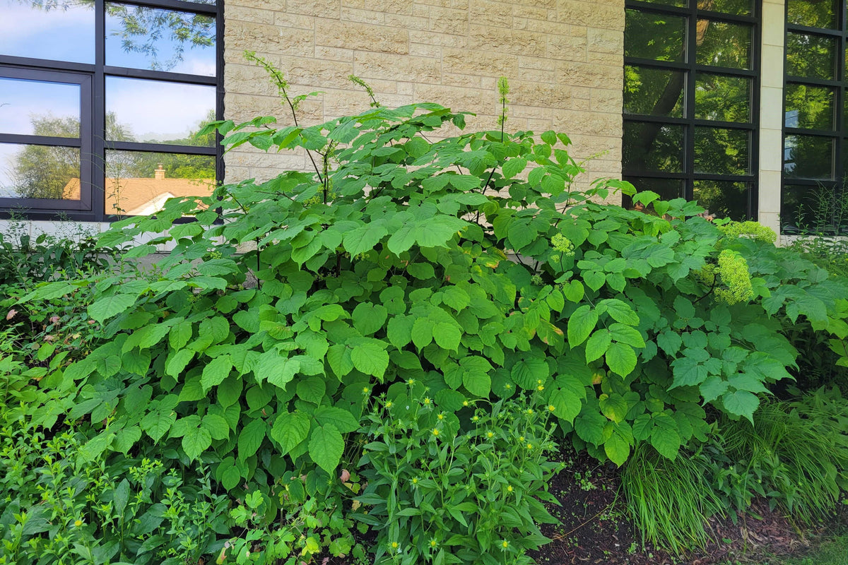 Aralia racemosa- Spikenard