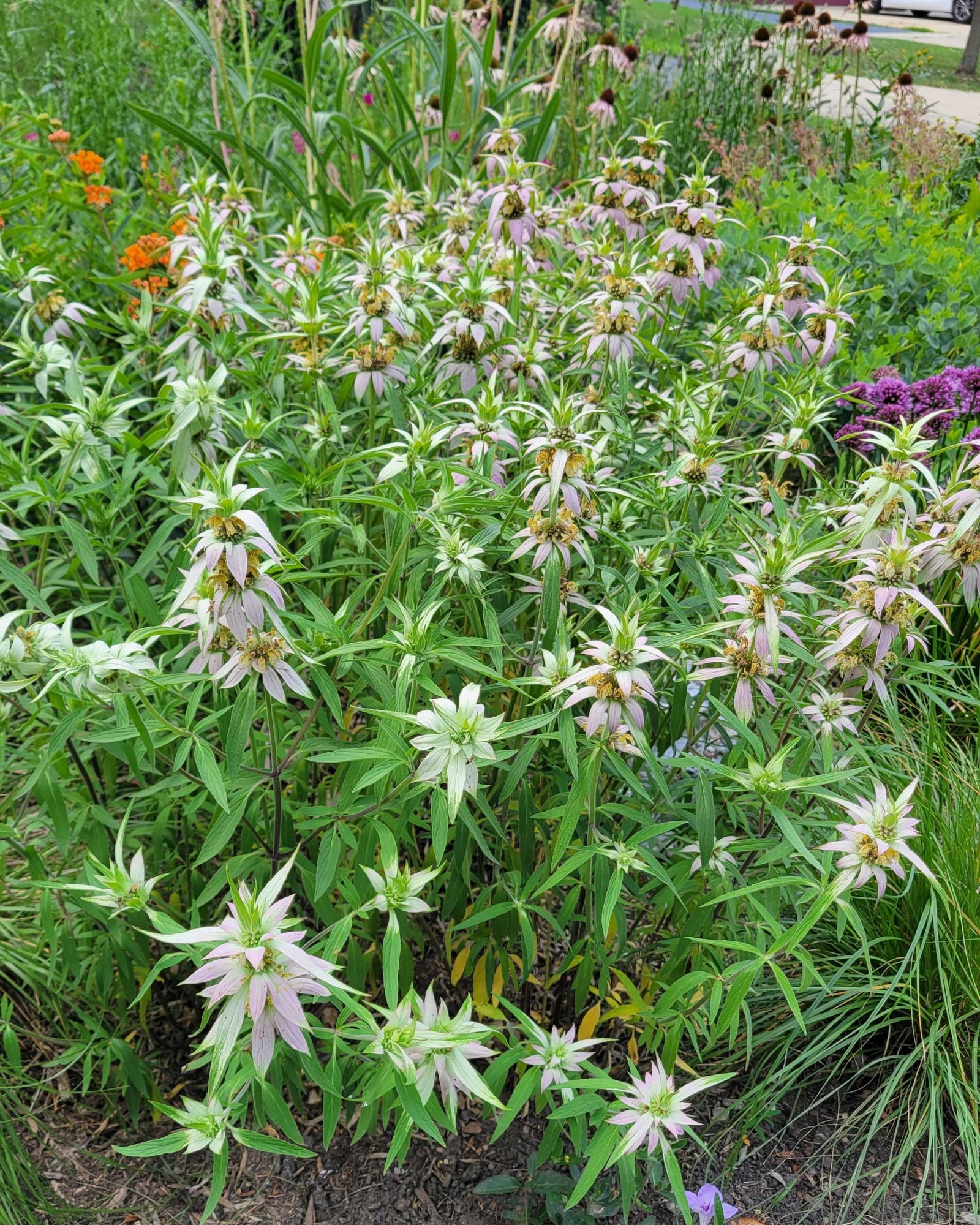 Spotted Monarda