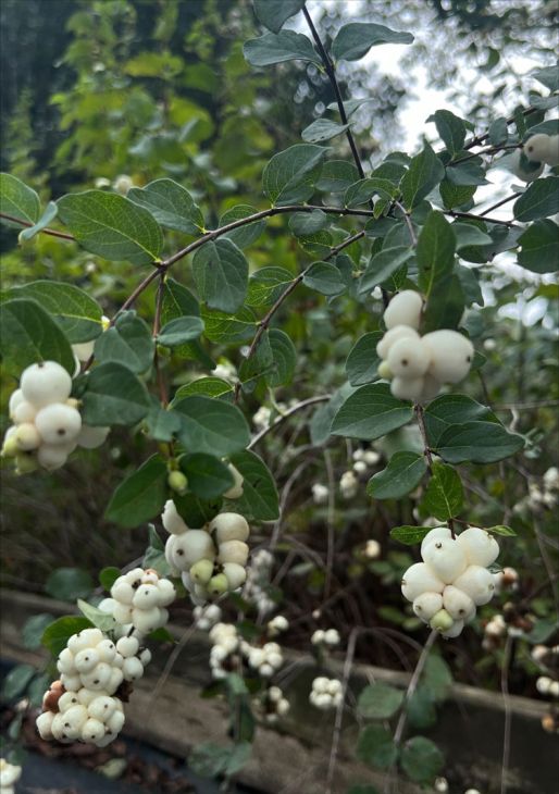 Symphoricarpos albus-Snowberry