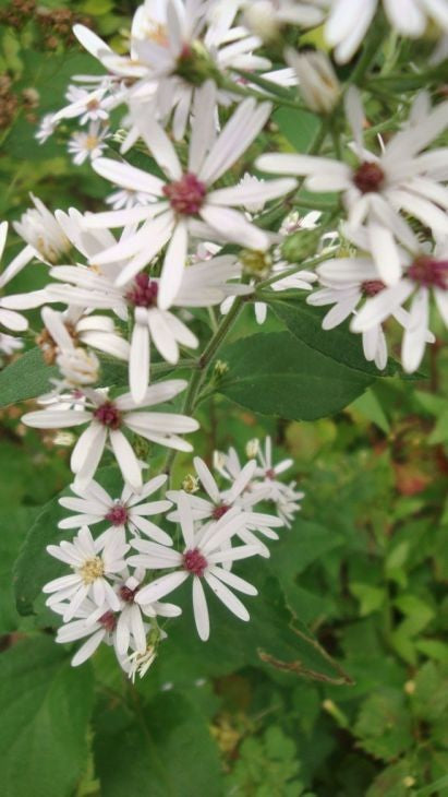 Symphyotrichum drumondii- Drummond's Aster