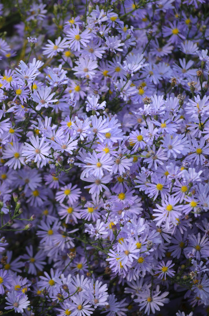 Symphyotrichum oolentangiense- Sky Blue Aster