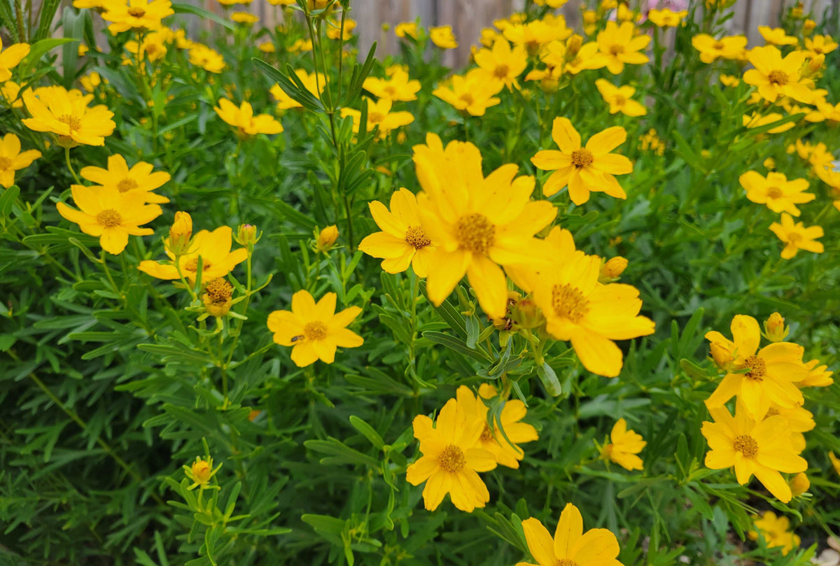 Coreopsis palmata-Prairie Coreopsis