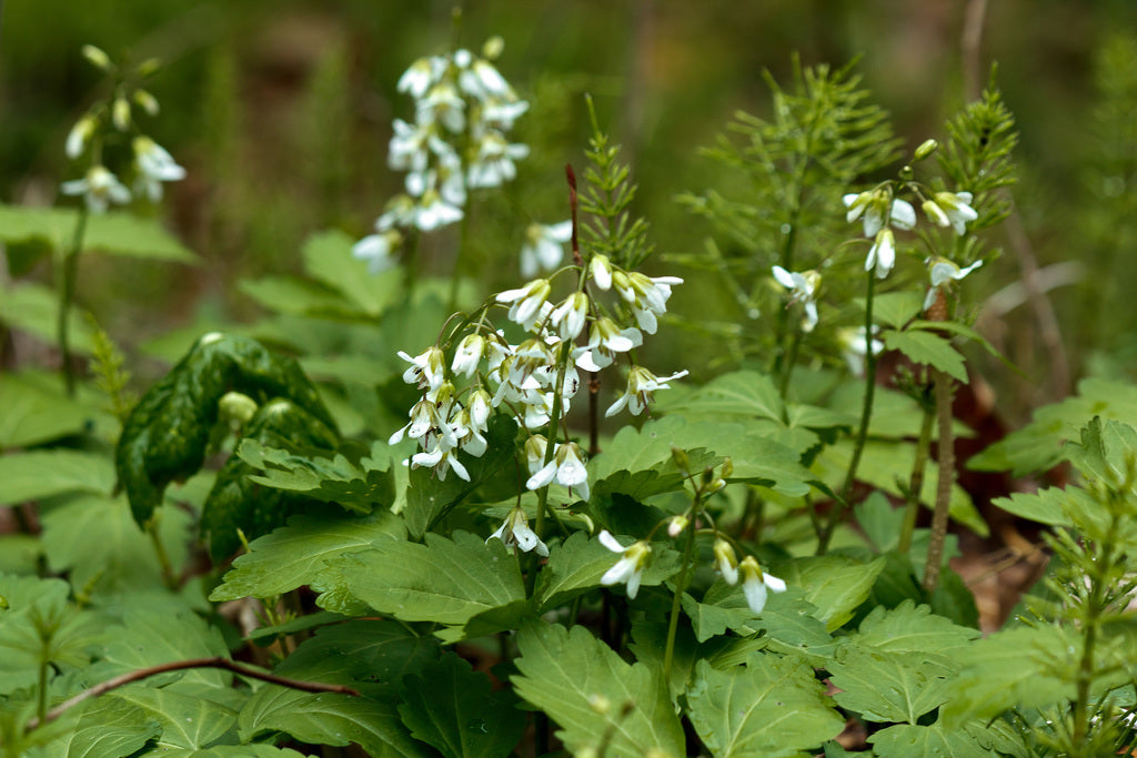 Cardamine diphylla- Broad-leaved Toothwort