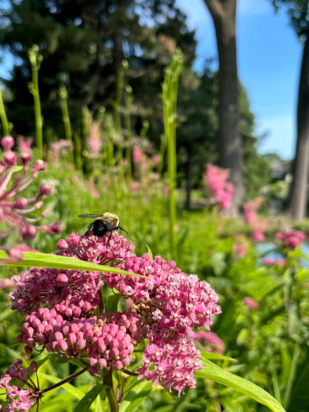 Asclepias Incarnata-Rose Milkweed