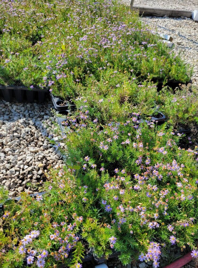 Ionactis linariifolius- Flax-leaved Aster - IONLIN