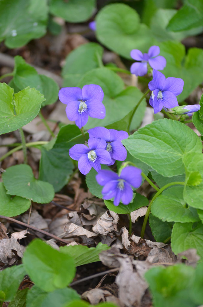 Viola sororia- Common Blue Violet