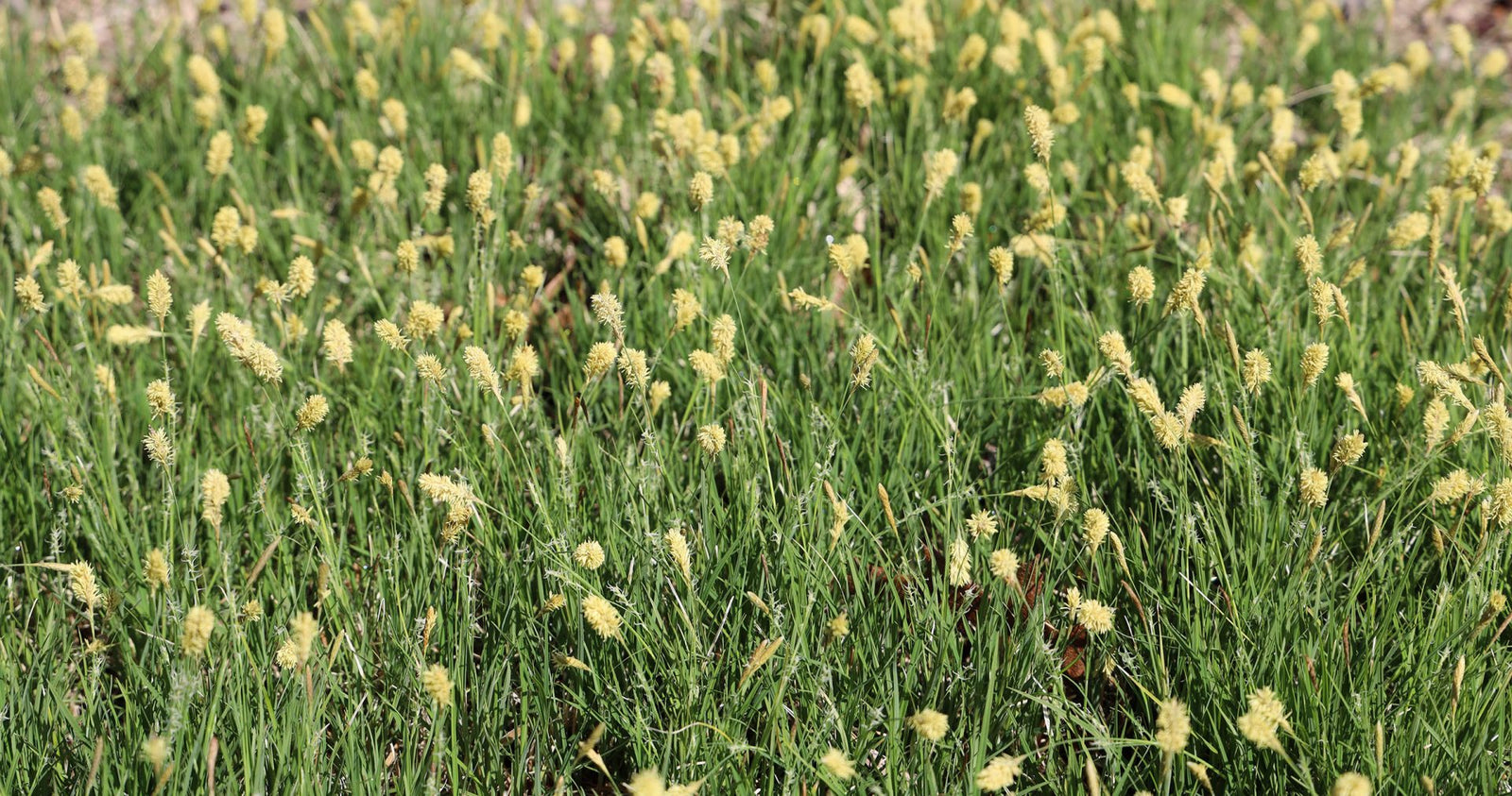 Field of green grass with small yellow flowers