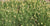 Field of green grass with small yellow flowers