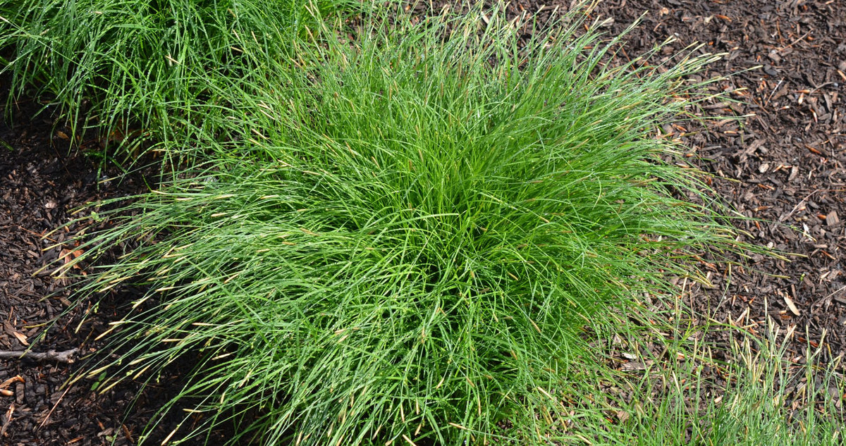 Carex Woodii- Wood&#39;s Sedge