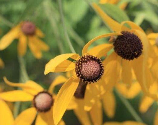 Ratibida pinnata- Yellow Coneflower - Red Stem Native Landscapes