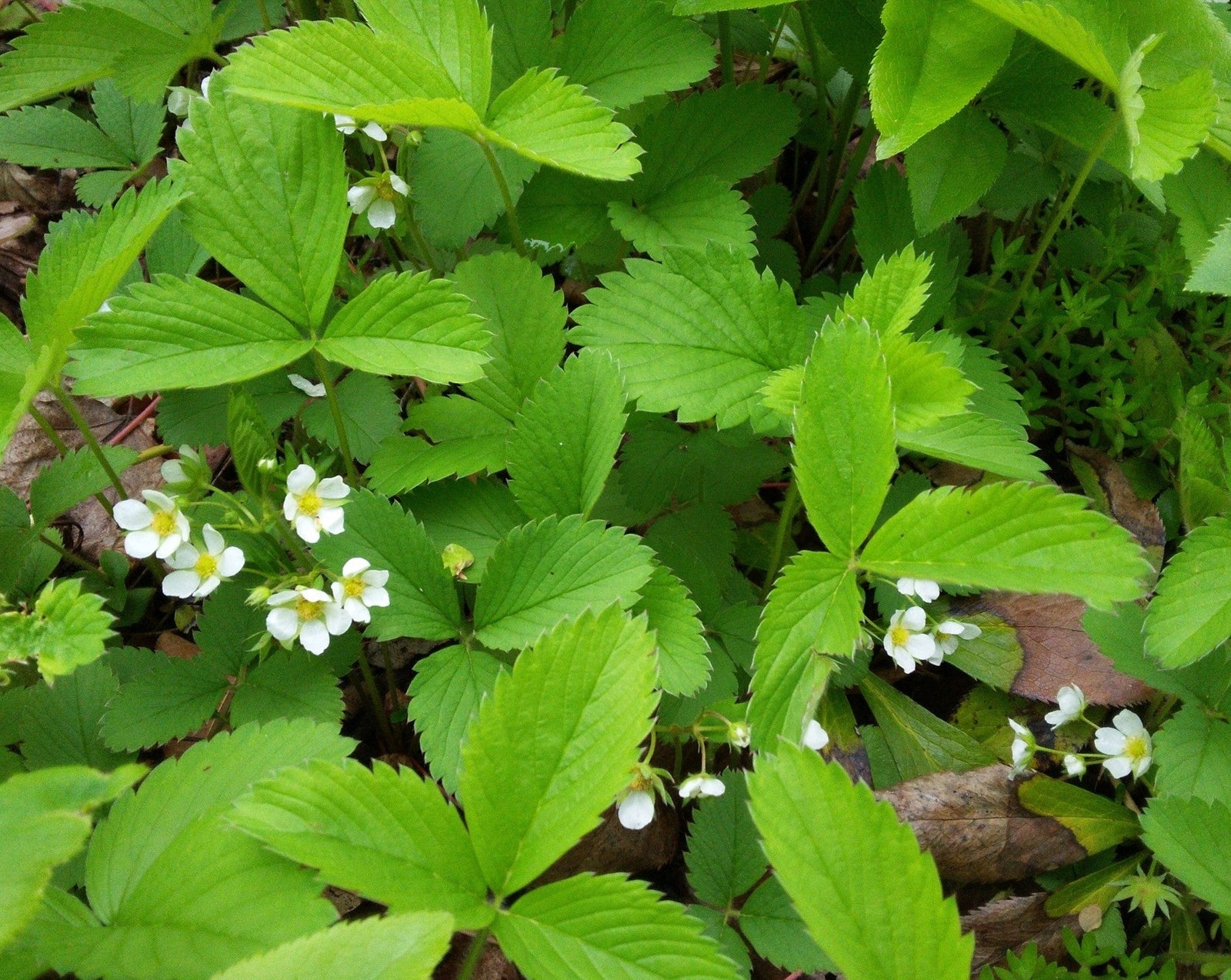 Fragaria virginiana-Wild Strawberry - Red Stem Native Landscapes