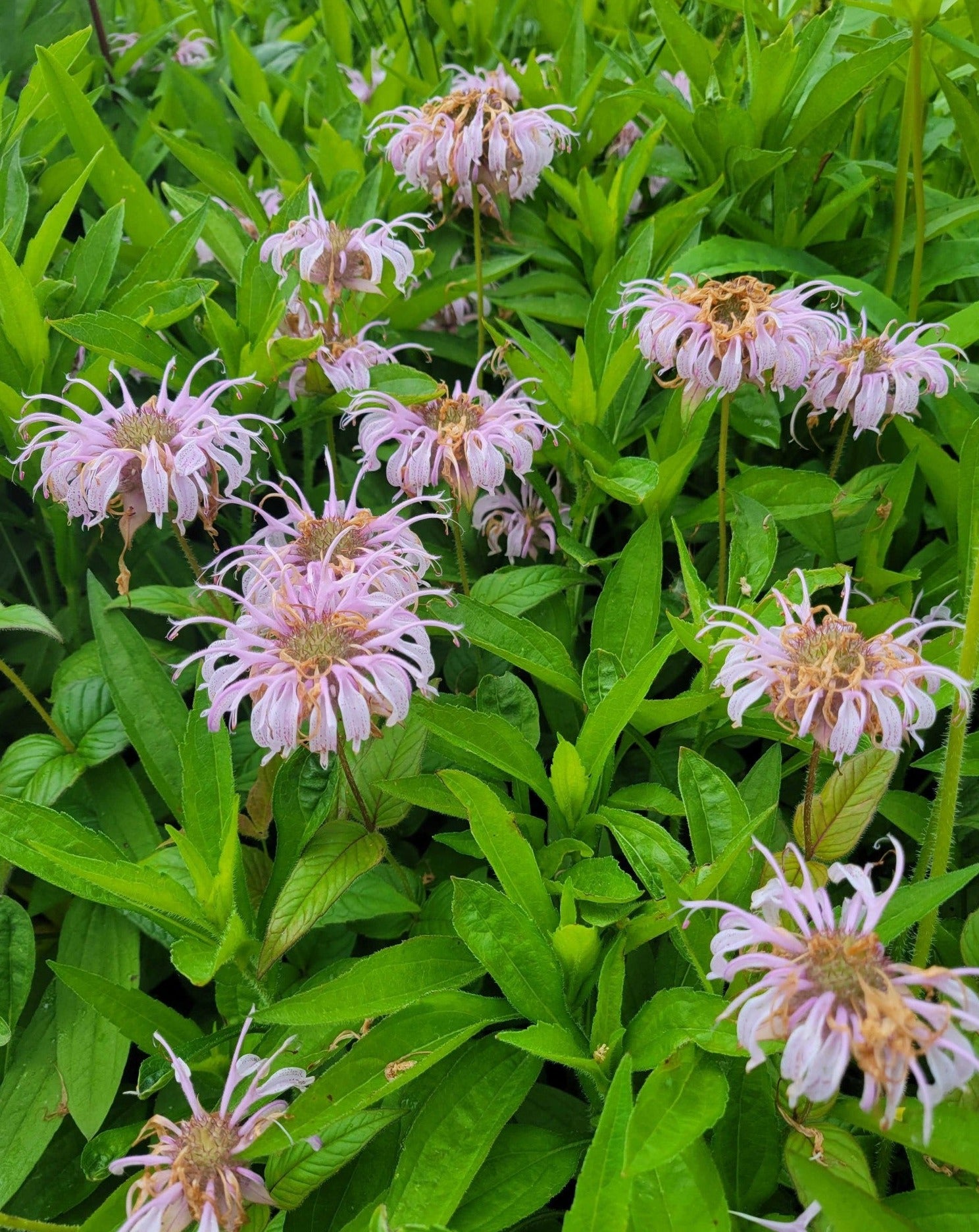 Monarda bradburiana- Bradbury's Monarda - Red Stem Native Landscapes