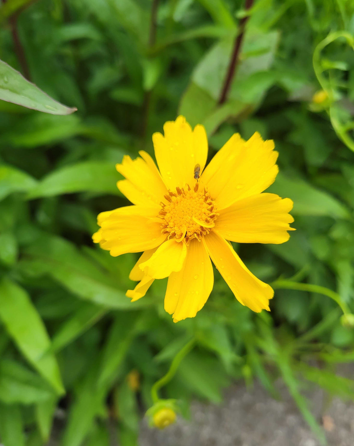 Coreopsis lanceolata- Sand Coreopsis - Red Stem Native Landscapes