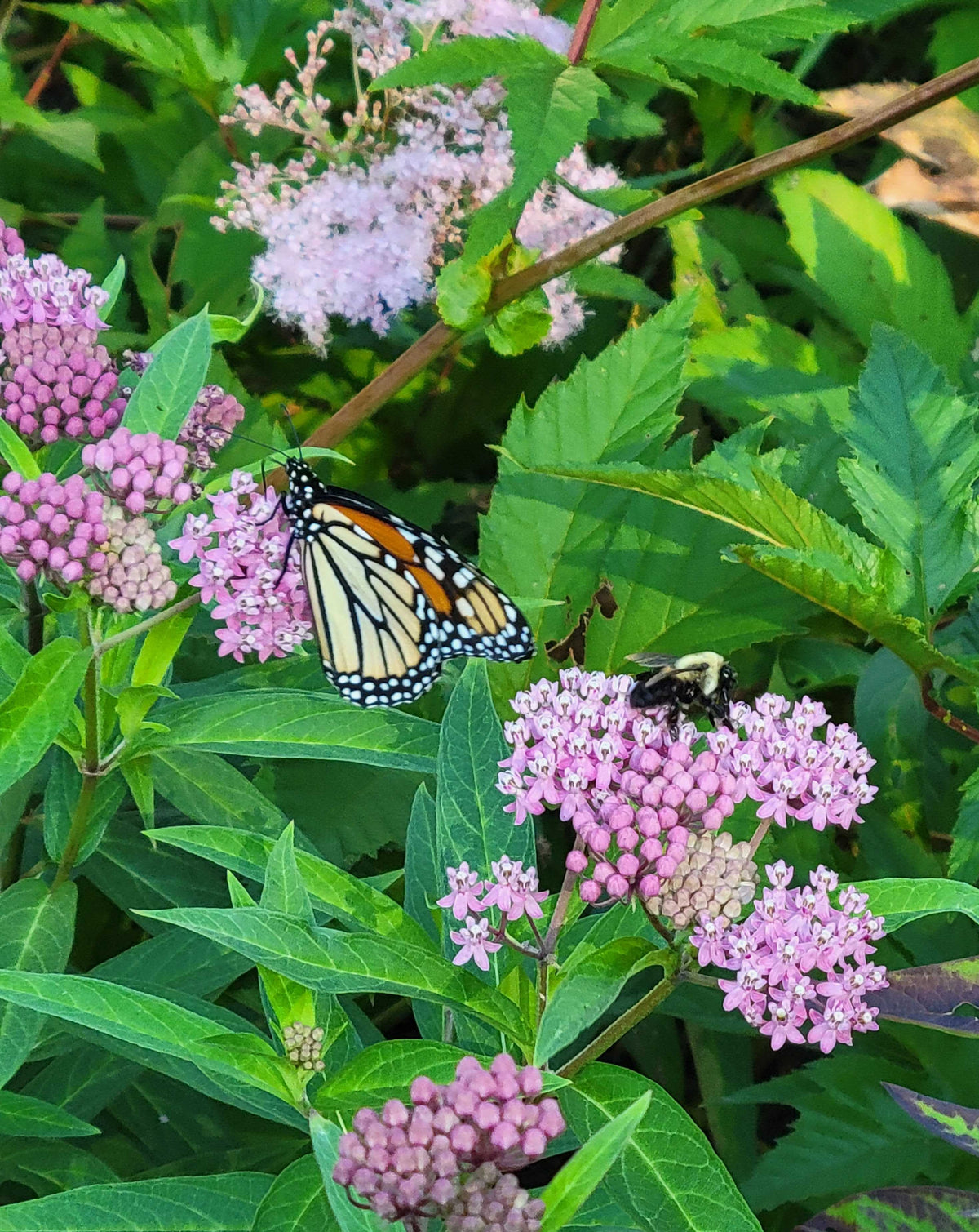 Asclepias Incarnata-Rose Milkweed