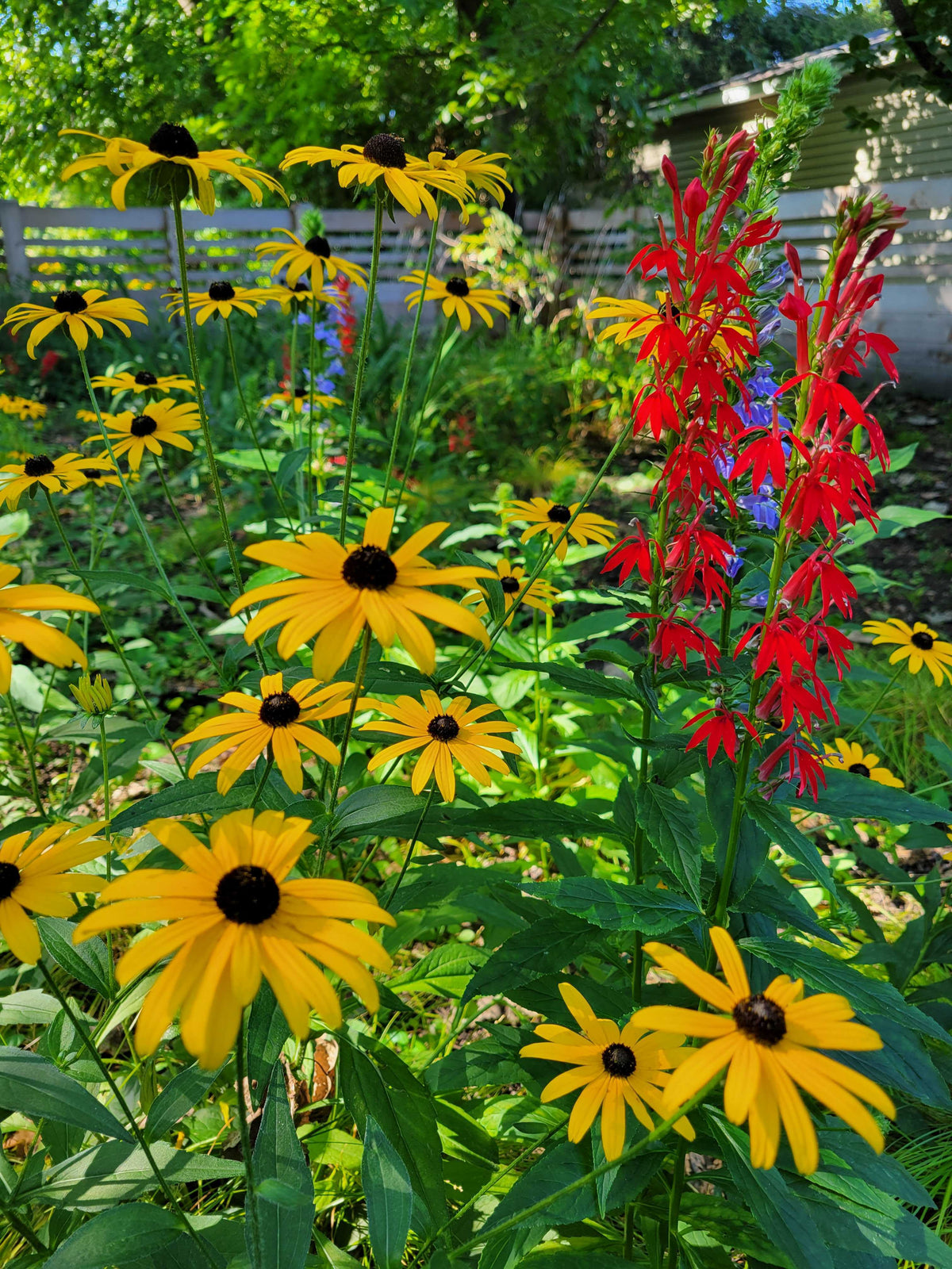 Rudbeckia fulgida var speciosa-Orange Coneflower - Red Stem Native Landscapes