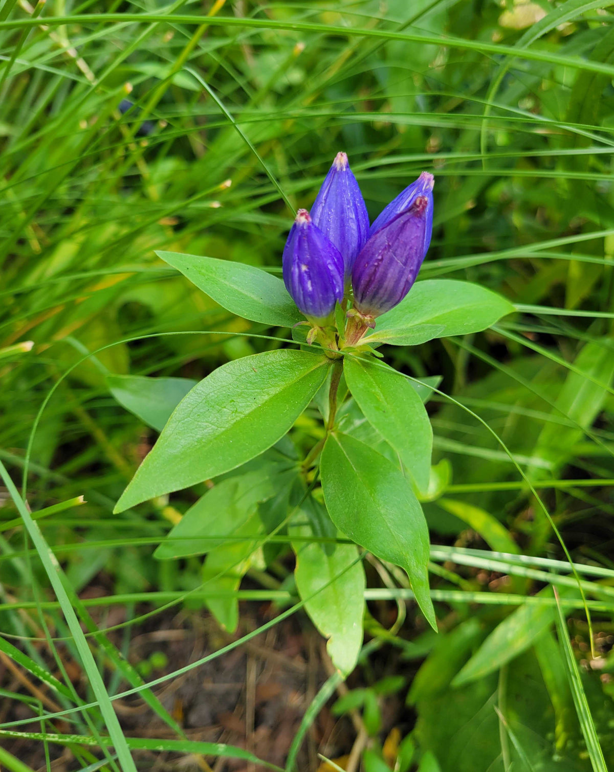 Gentiana andrewsii- Bottle Gentain - Red Stem Native Landscapes