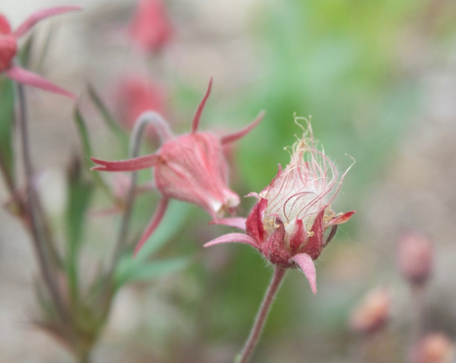 Geum triflorum-Prairie Smoke - Red Stem Native Landscapes
