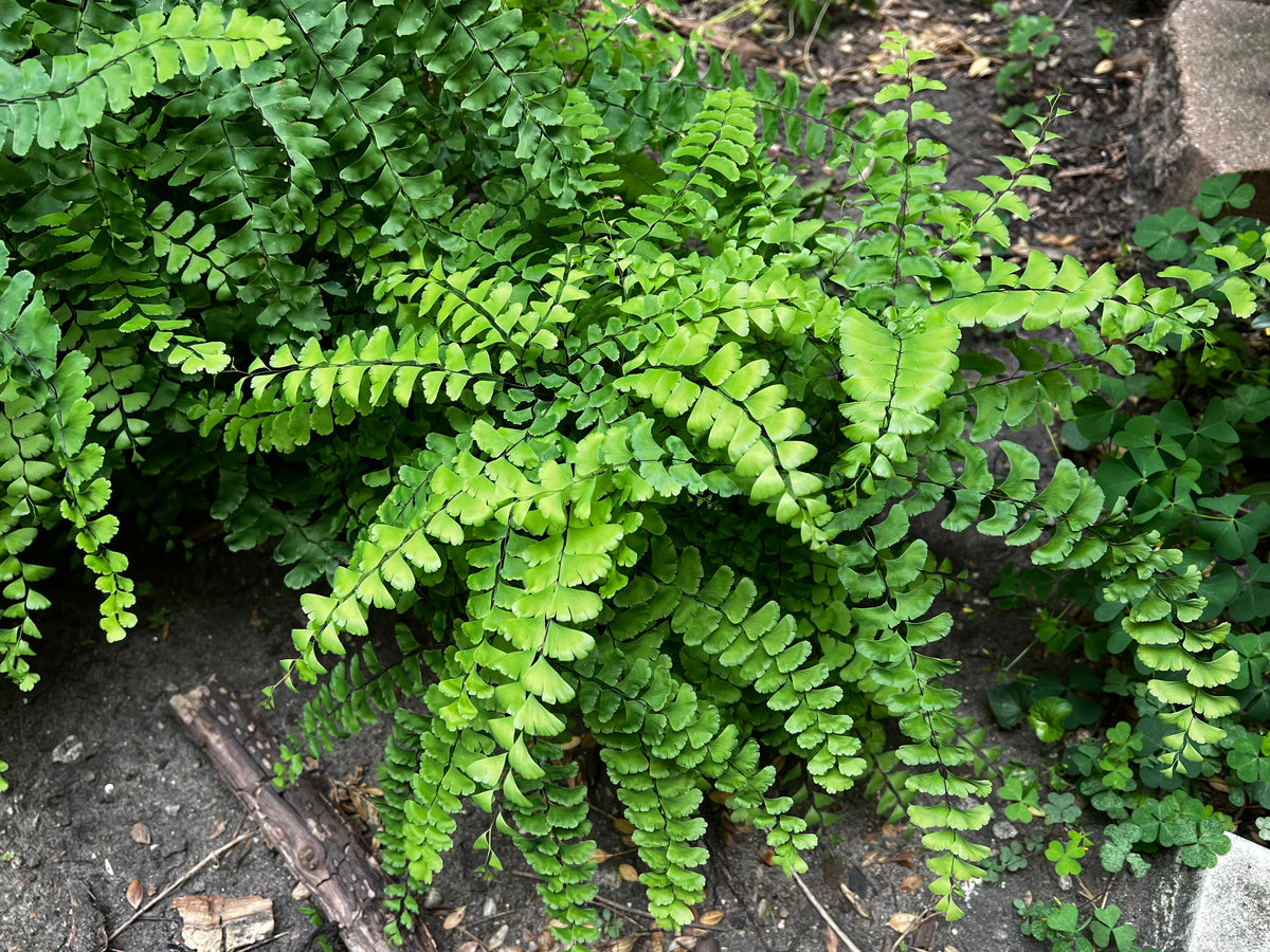 Adiantum pedatum- Maidenhair Fern