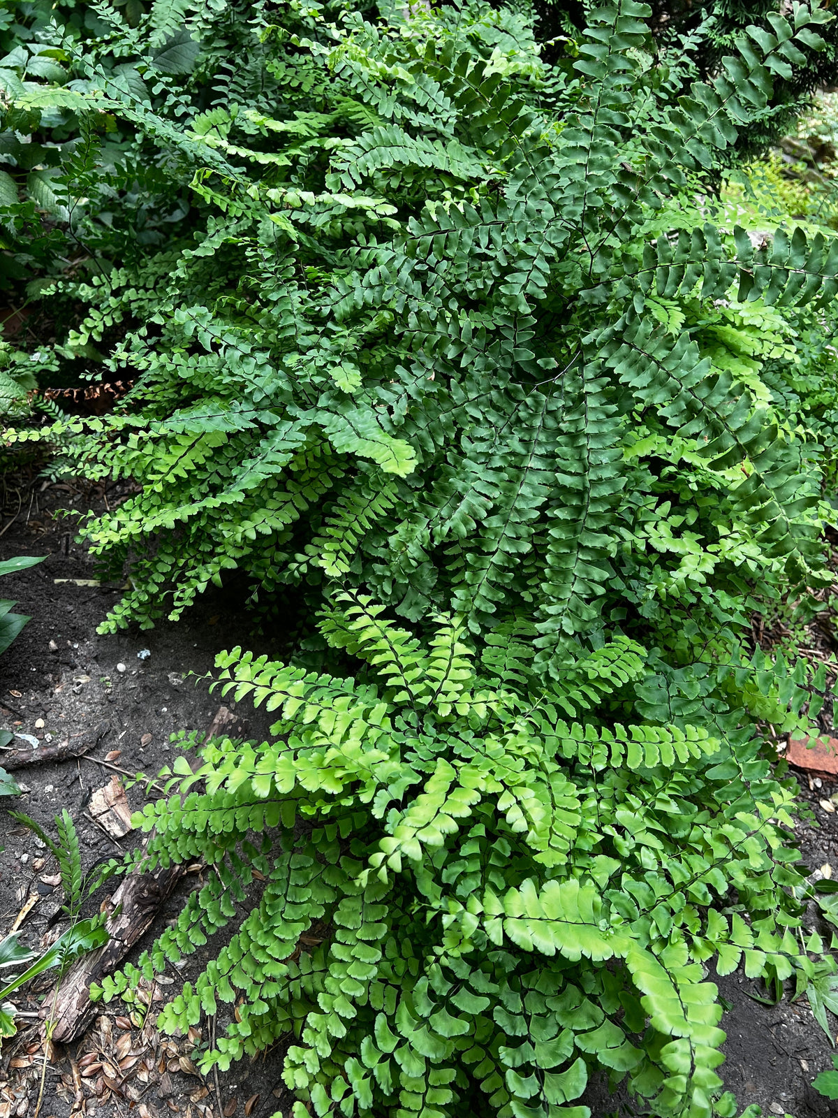 Adiantum pedatum- Maidenhair Fern