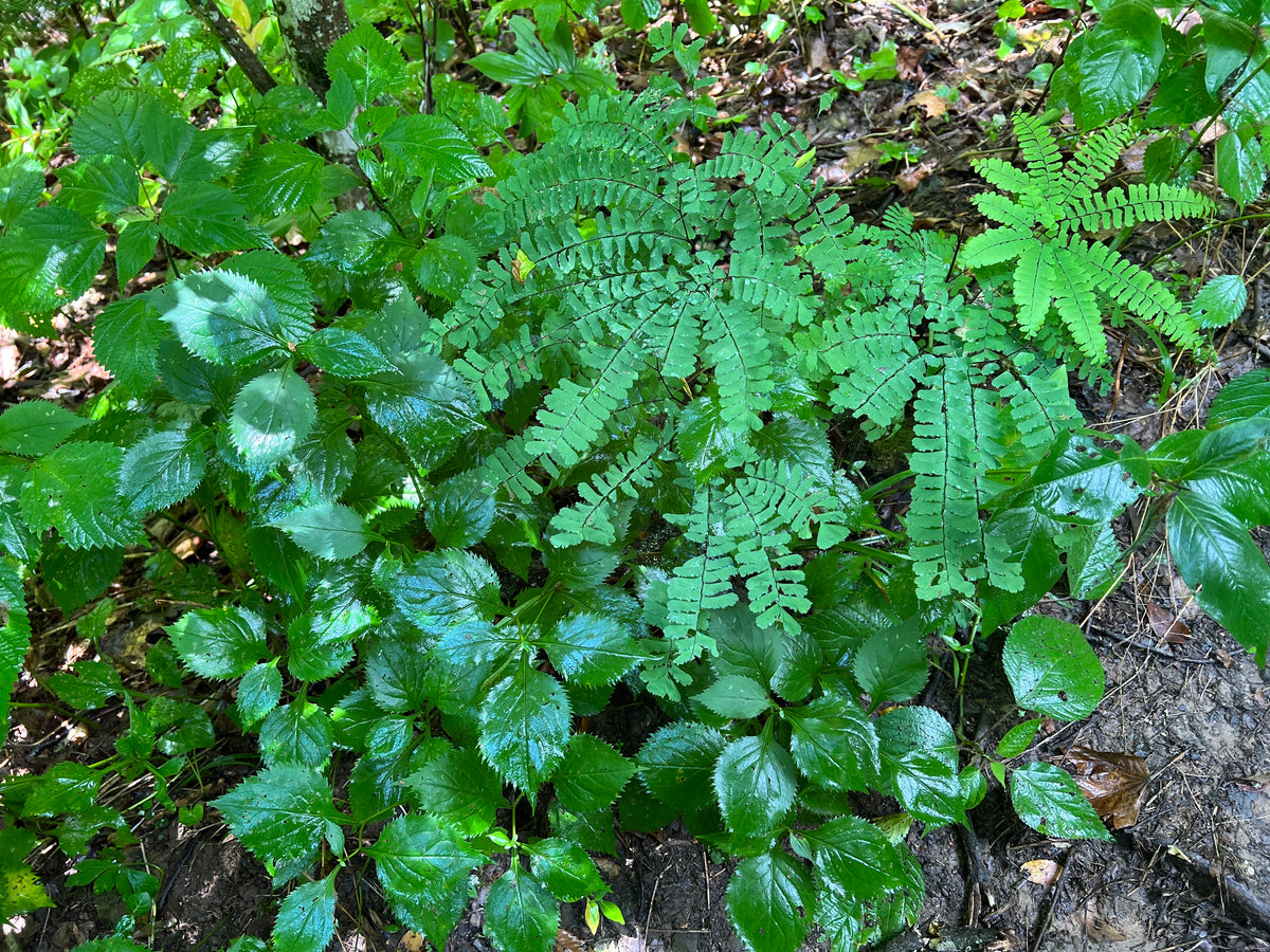 Adiantum pedatum- Maidenhair Fern