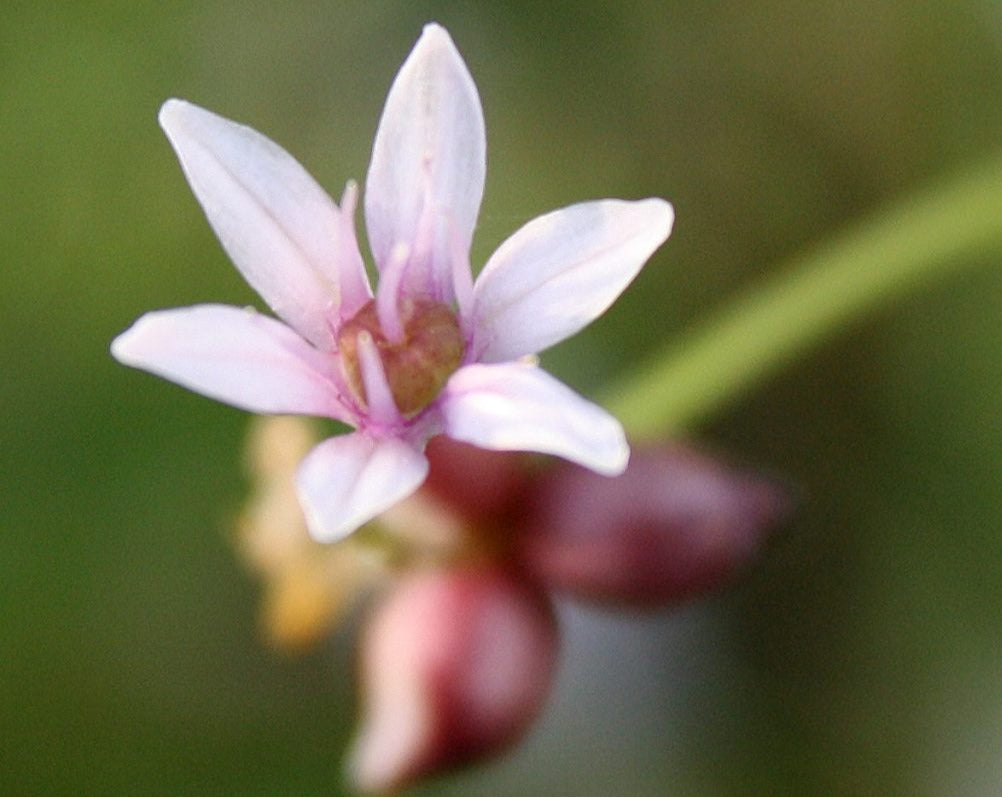 Allium canadense-Wild Garlic