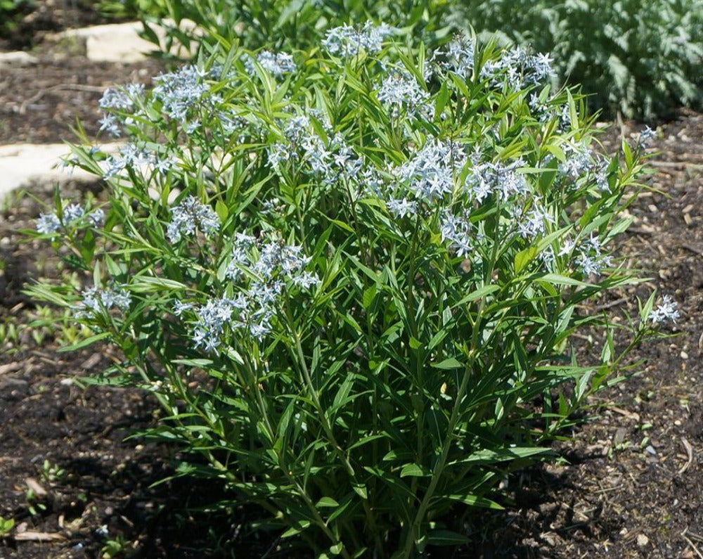 Amsonia Hubrichtii- Thread Leafed Bluestar - Red Stem Native Landscapes