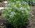 Amsonia Hubrichtii- Thread Leafed Bluestar - Red Stem Native Landscapes