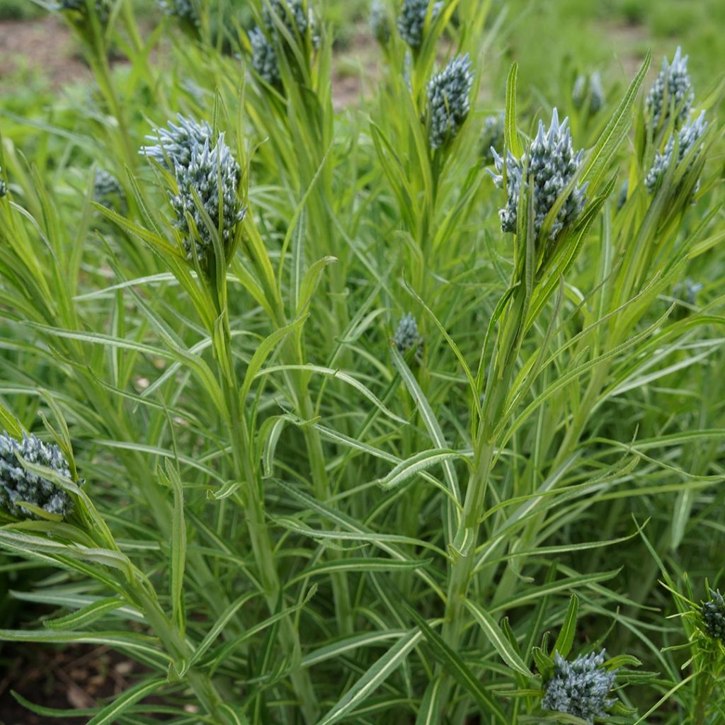 Amsonia Hubrichtii- Thread Leafed Bluestar