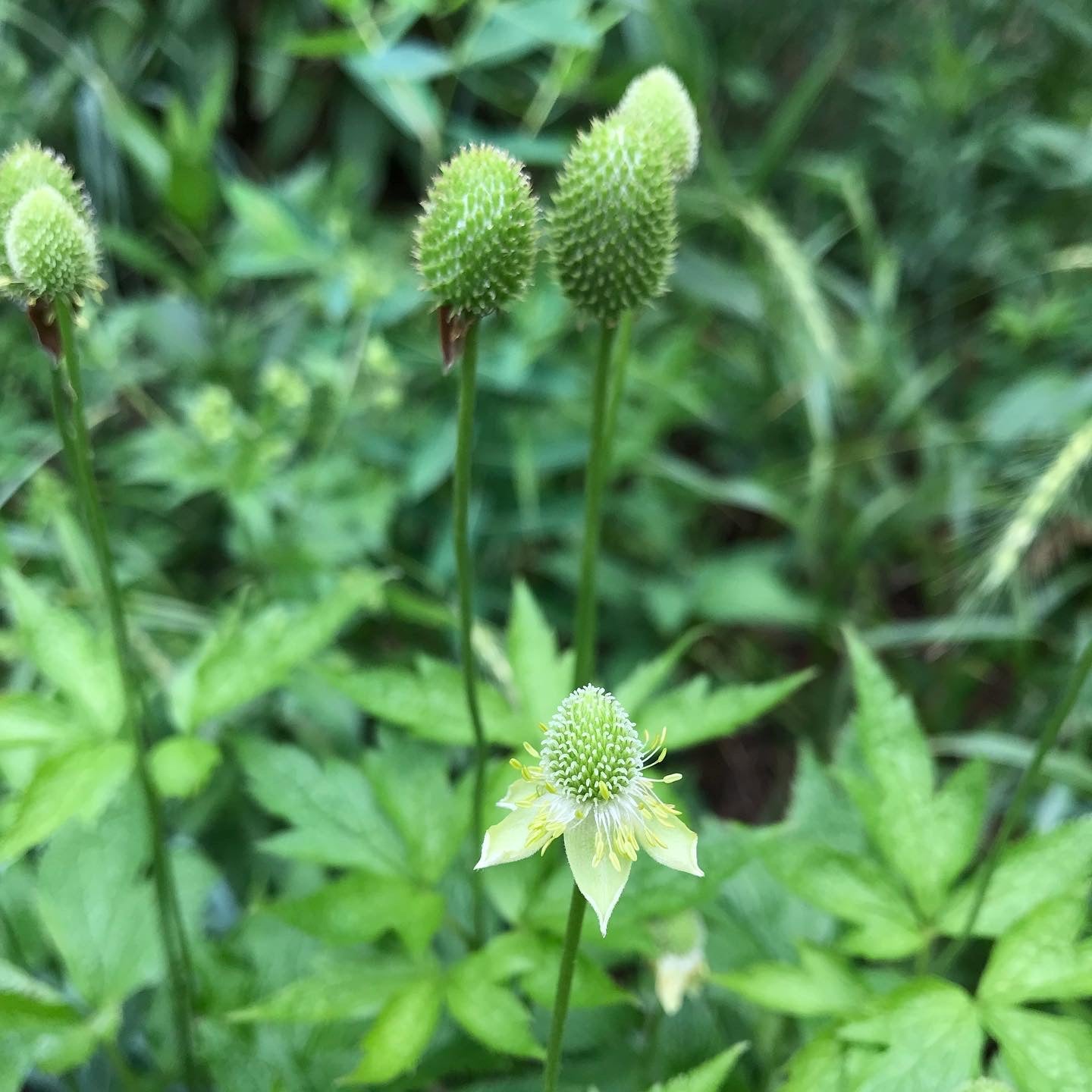 Anemone cylindrica- Thimbleweed